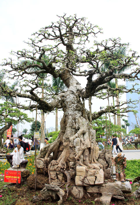 Bonsai, cay canh nghe thuat, cây cảnh nghệ thuật, cay the, cây thế, triển lãm bonsai, trien lam bonsai, triển lãm cây thế, trien lam cay the